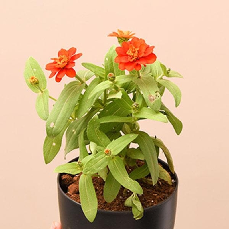 Zinnia (Orange) – Plant