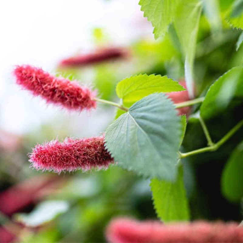 Acalypha hispida alba – Plant