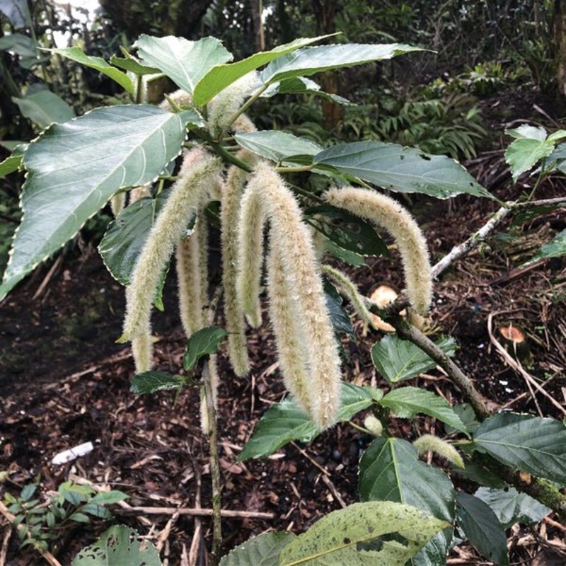 Acalypha hispida rubra – Plant