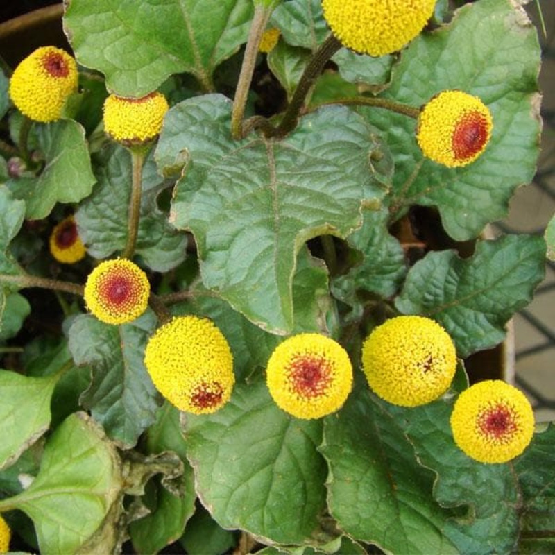 Acmella Oleracea, Toothache, Akarkara – Plant