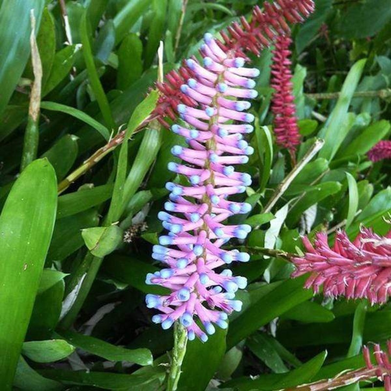 Aechmea Gamosepala, Matchstick – Plant