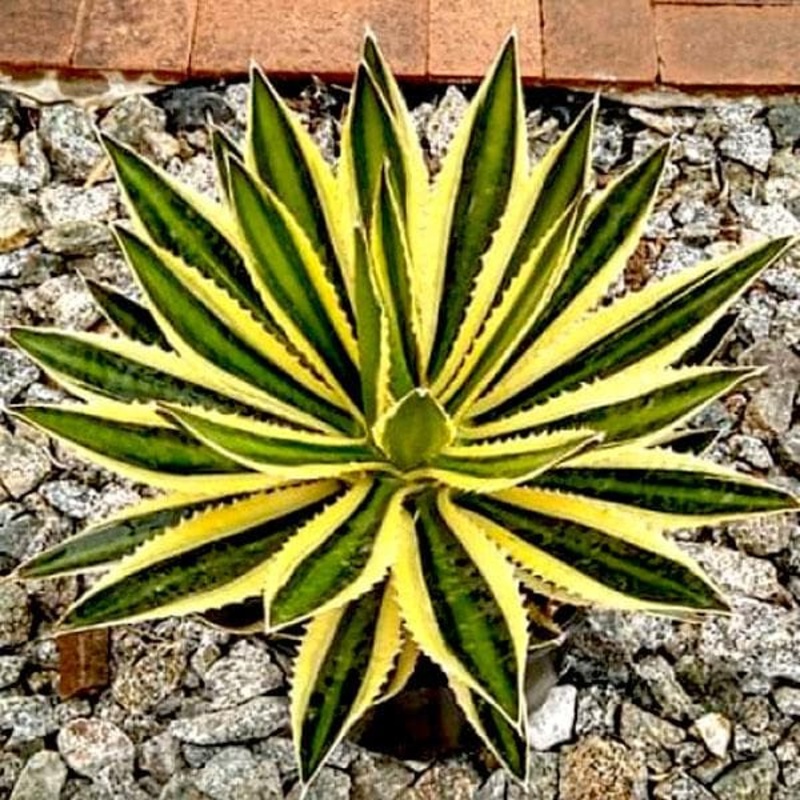 Agave lophantha, Ghaypat – Succulent Plant