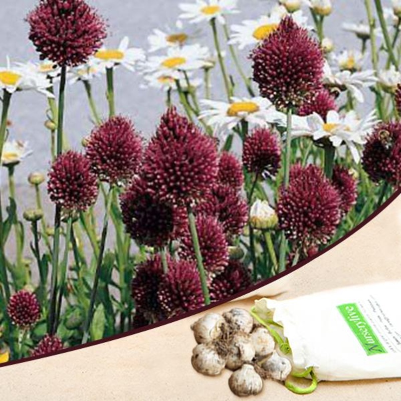 Allium sphaerocephalon (Wine Color) – Bulbs (set of 5)