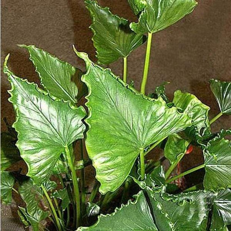 Alocasia triangularis – Plant