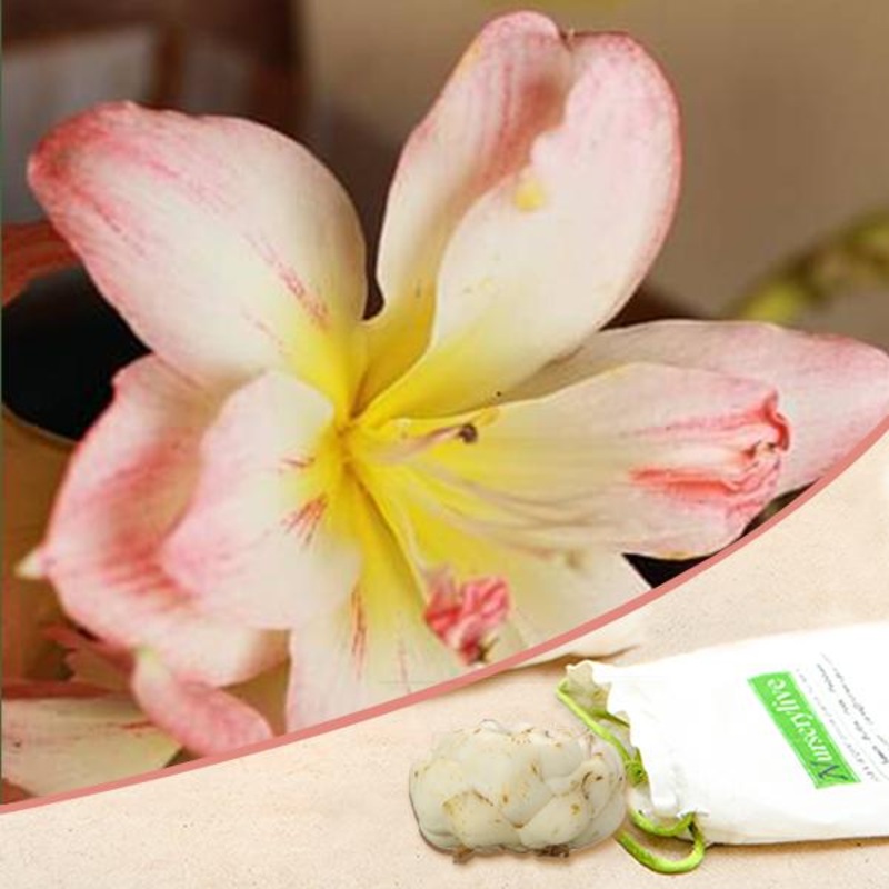 Amaryllis Lilly Double (White, Pink) – Bulbs (set of 5)