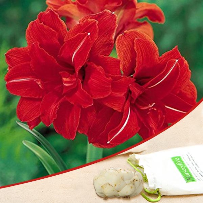 Amaryllis Lily Double (Mix Colors) – Bulbs (set of 5)
