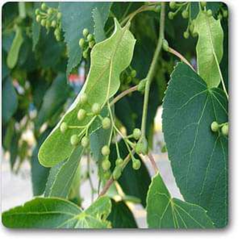 American linden – Plant