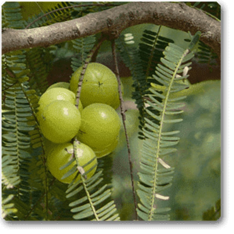 Amla, Tree for Bharani Nakshatra, Aries or Mesh Rashi – Plant