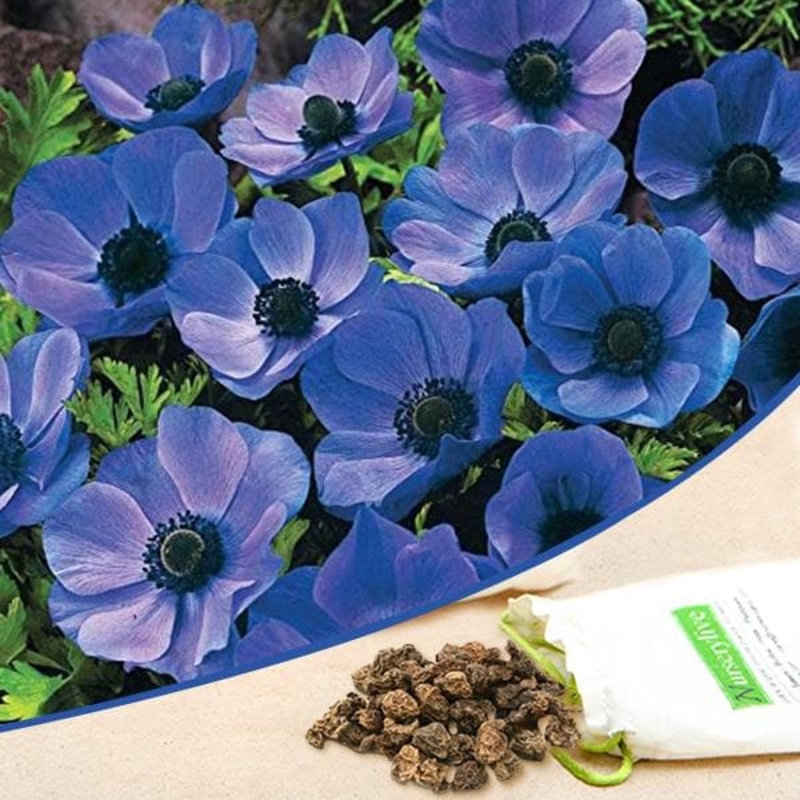 Anemone (Blue) – Bulbs (set of 5)