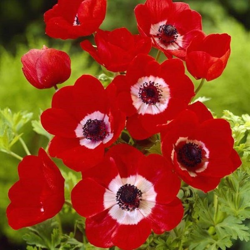 Anemone Coronaria Hollandia (Red) – Bulbs