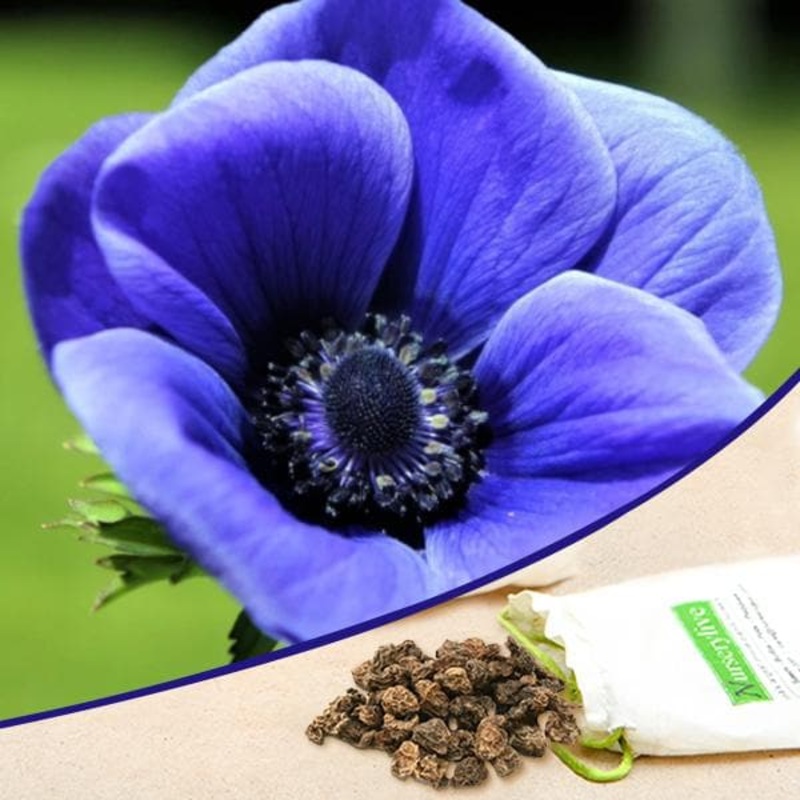 Anemone (Dark Blue Crown) – Bulbs (set of 5)