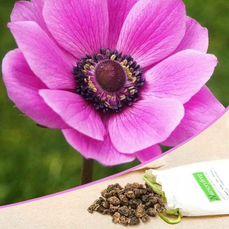 Anemone De Caen Sylphide (Magenta) – Bulbs (set of 5)