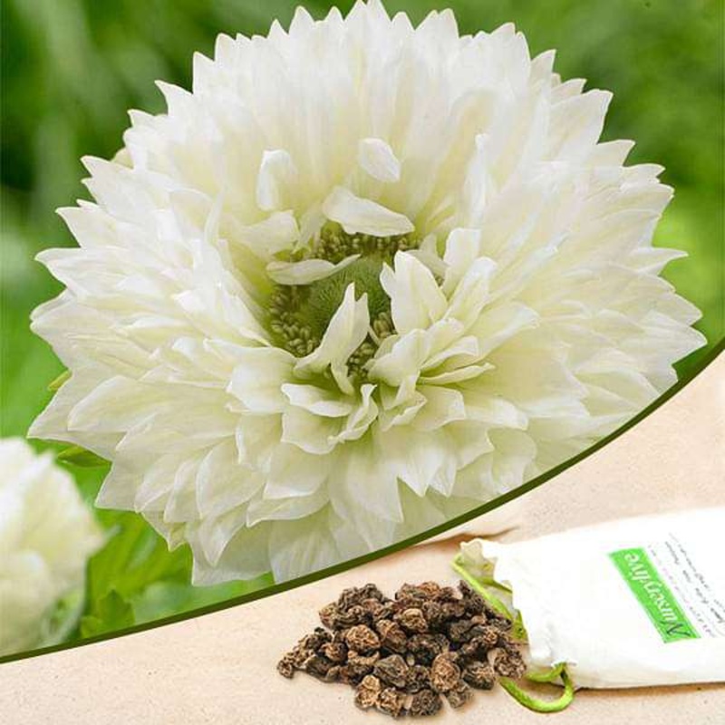 Anemone Mount Everest (White) – Bulbs (set of 5)