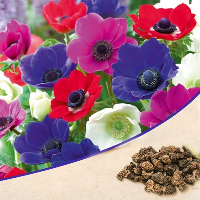 Anemone (Random Color) – Bulbs