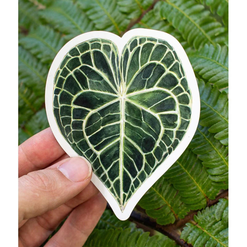 Anthurium clarinervium Magnet