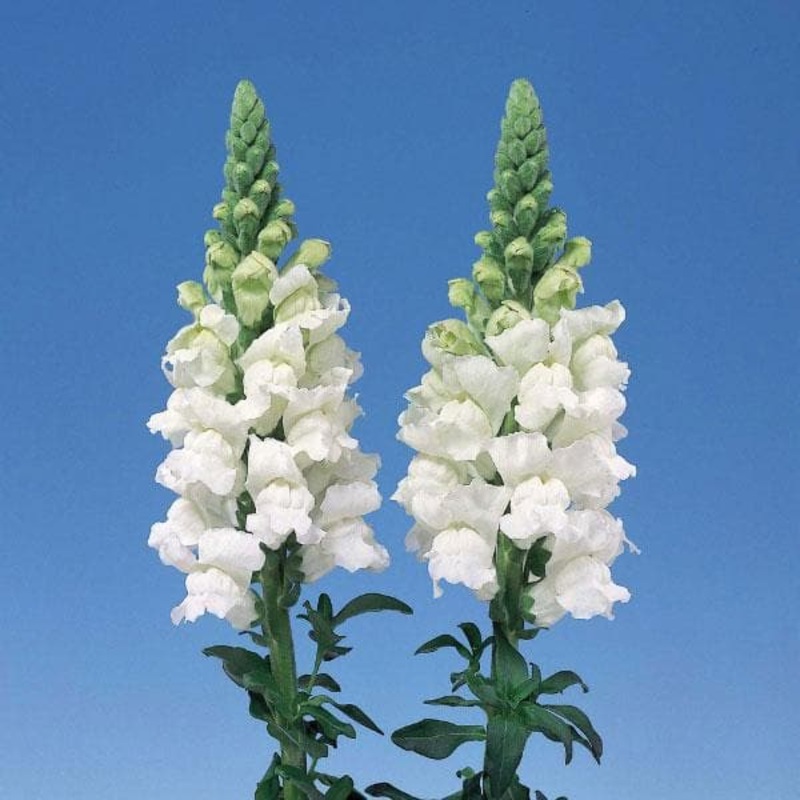 Antirrhinum, Snapdragon (White) – Plant