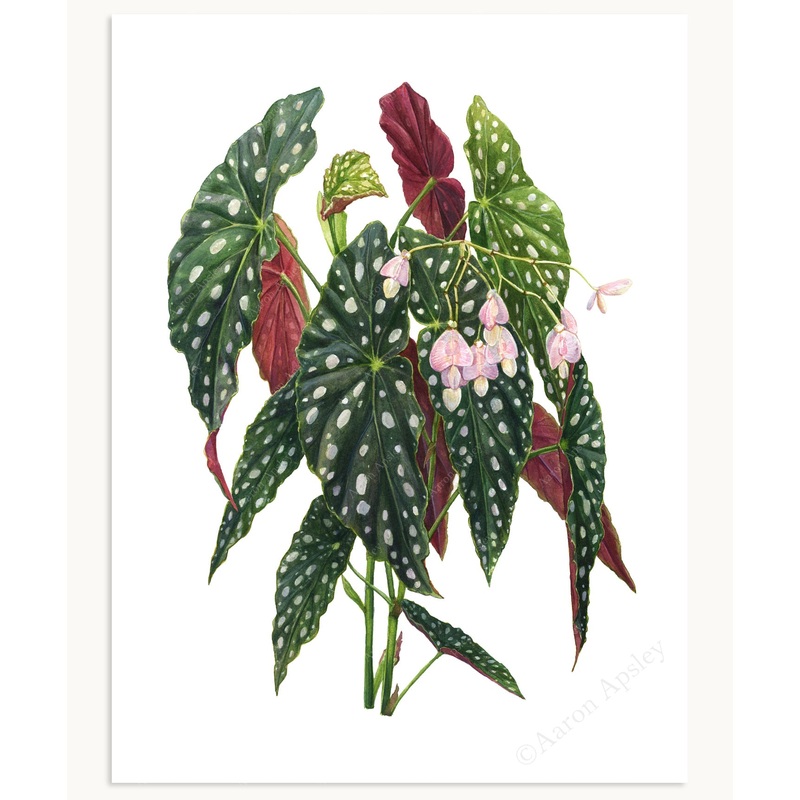 Begonia maculata ‘Wightii’ Print