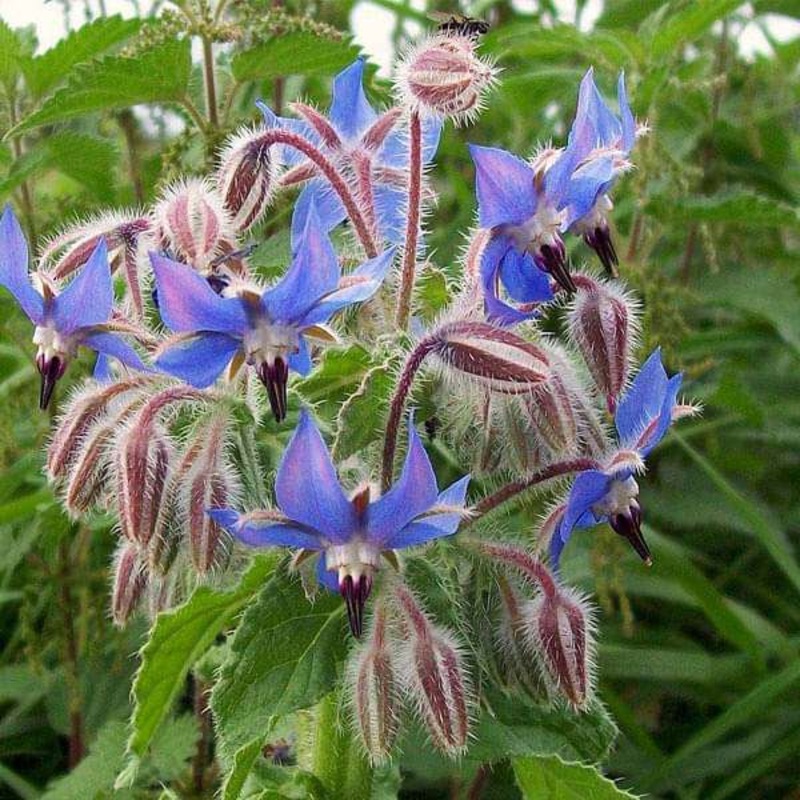 Borage – Herb Seeds