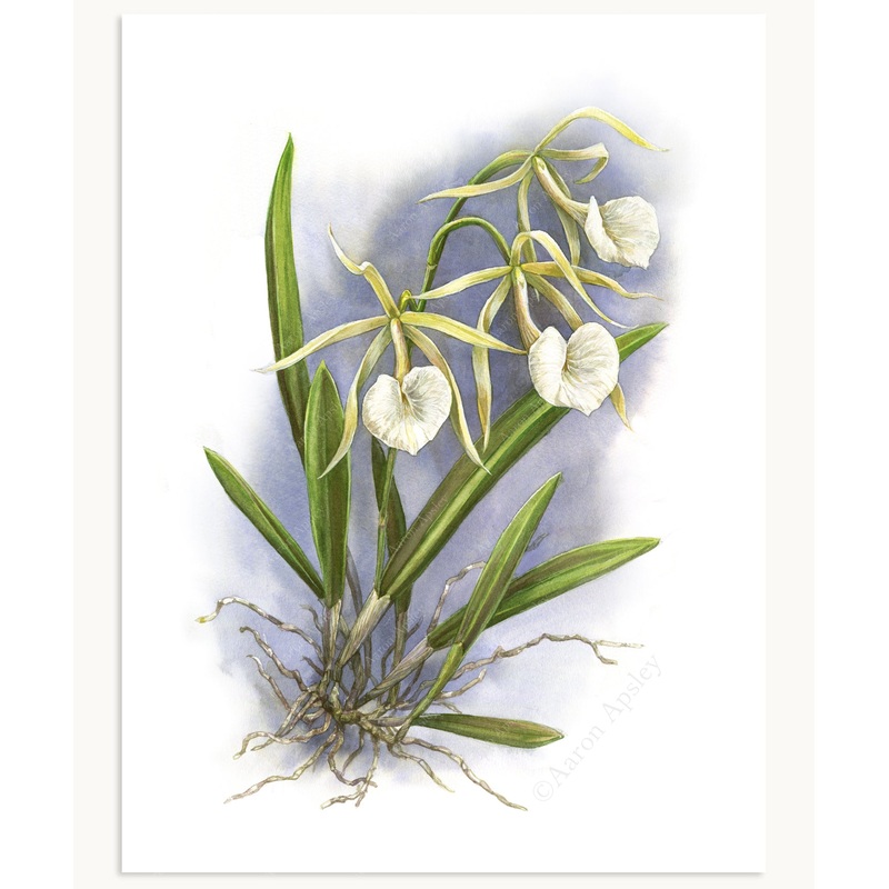 Brassavola nodosa Print|8″x10″|11″x14″|12″x16″