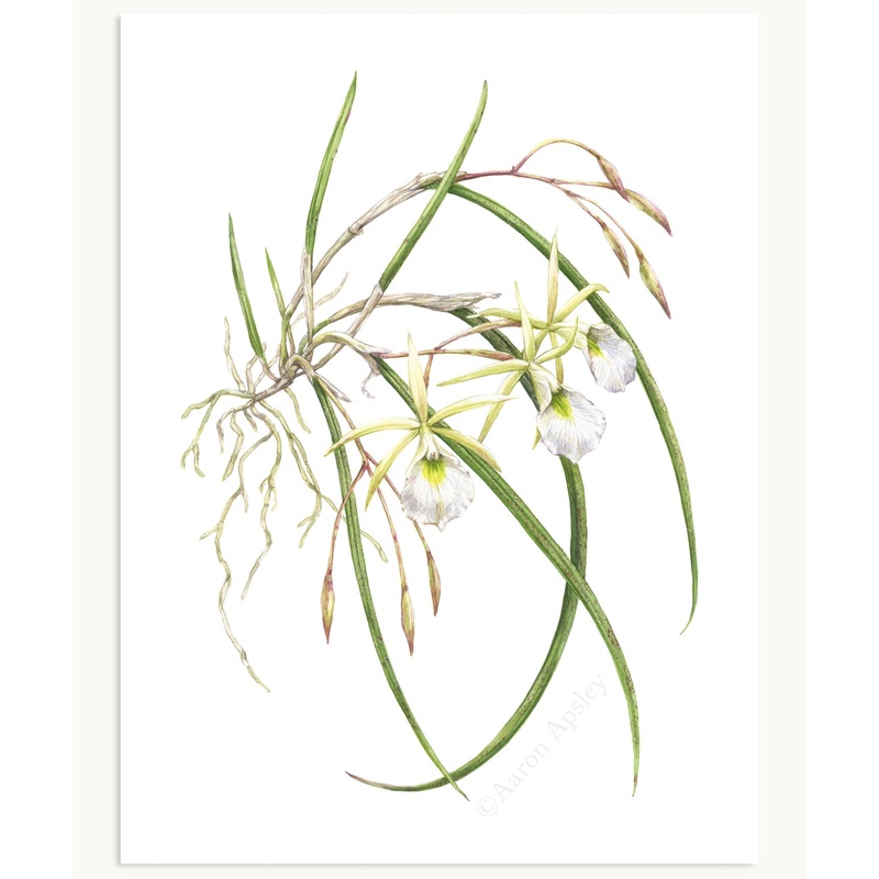 Brassavola Orchid Print|8″x10″|11″x14″|12″x16″