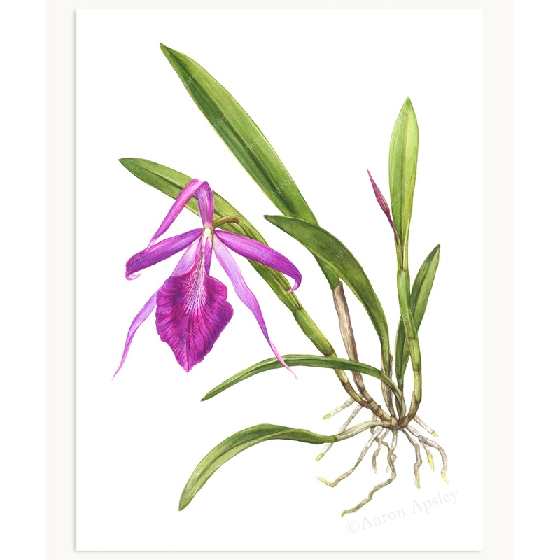 Brassocattleya Morning Glory Print