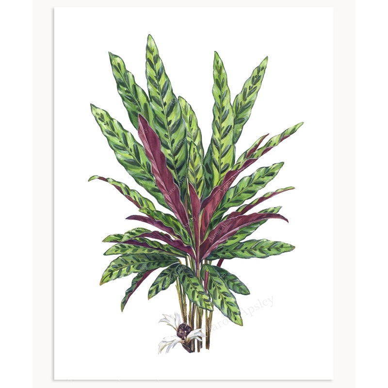 Calathea lancifolia Print|8″x10″|11″x14″|12″x16″