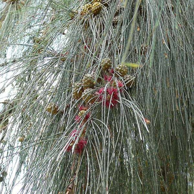 Casuarina Junghuhniana, Rhu – 0.5 kg Seeds