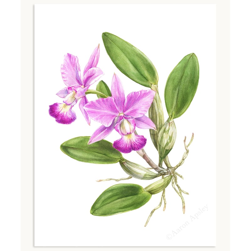 Cattleya walkeriana Print|8″x10″|11″x14″|12″x16″