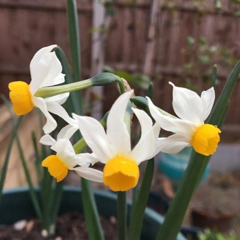 Daffodil Canaliculatus (White) – Bulbs (set of 5)