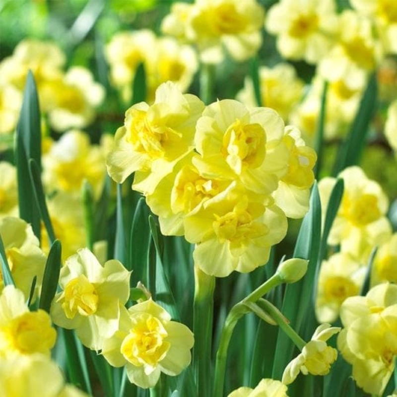 Daffodil Cheerfulness (Yellow) – Bulbs (set of 5)