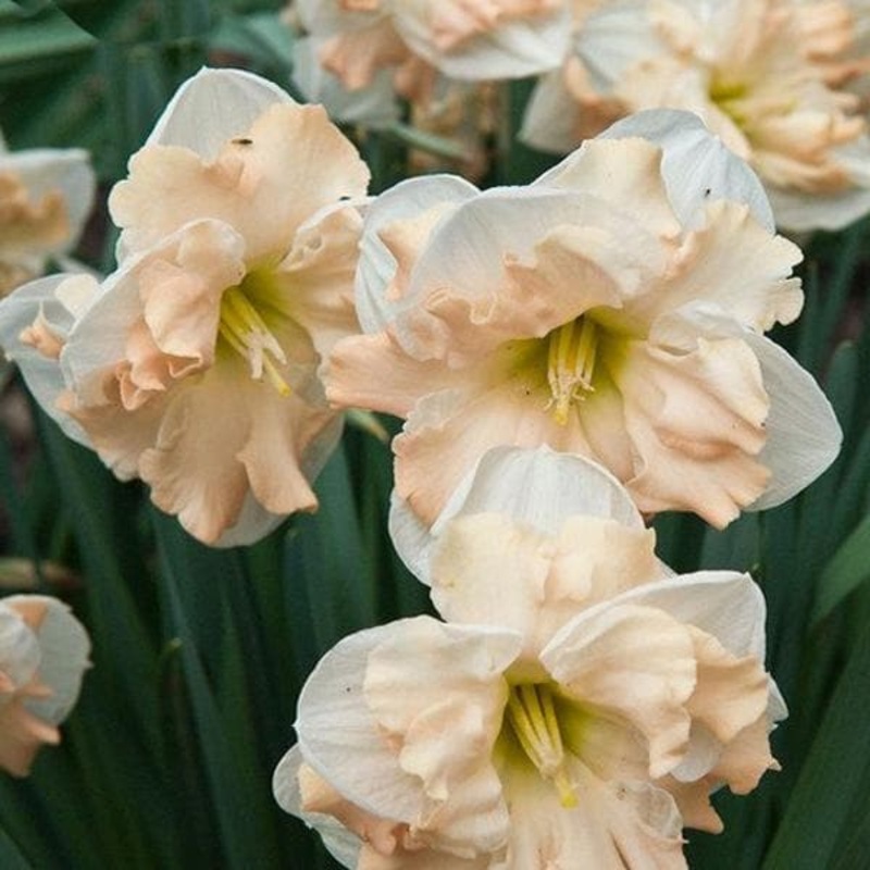 Daffodil Cum Laude (White, Orange) – Bulbs (set of 5)
