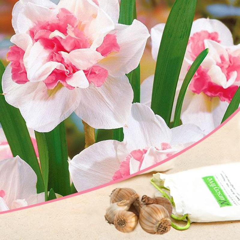 Daffodil Delnashaugh (White, Pink) – Bulbs (set of 5)