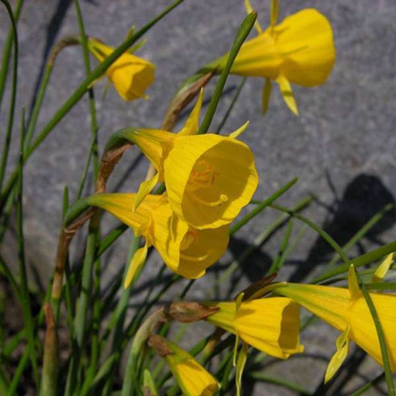 Daffodil Extremadura (Yellow) – Bulbs (Set of 5)