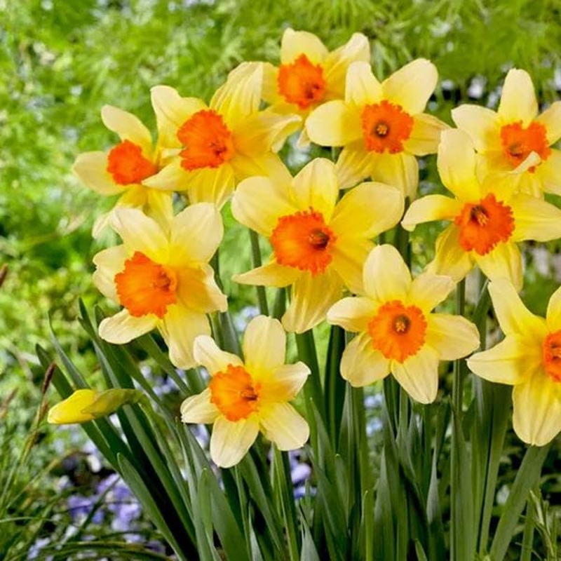 Daffodil Fortissimo (Yellow) – Bulbs (set of 5)