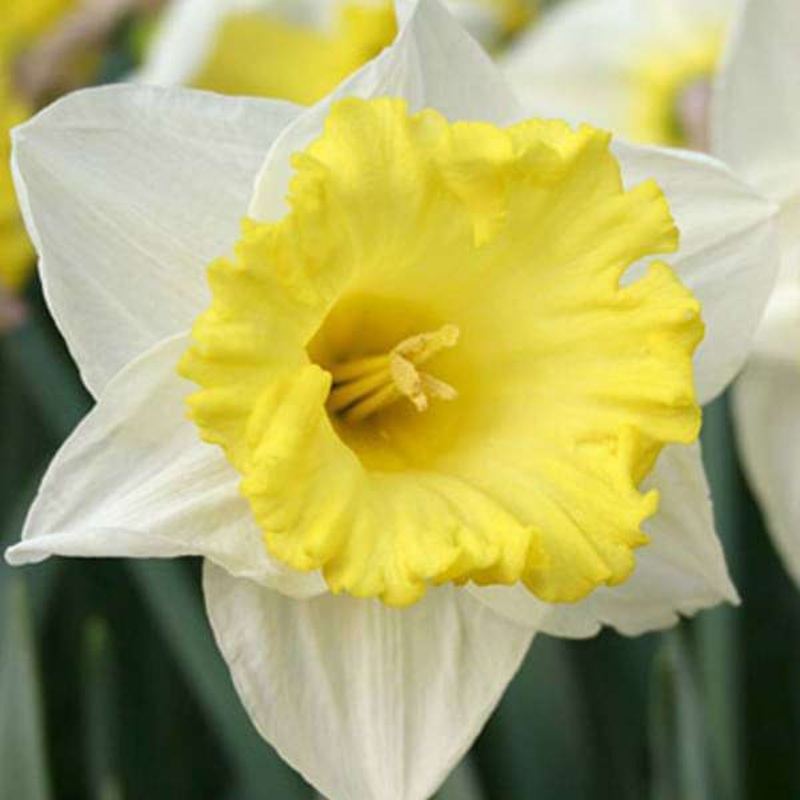 Daffodil Las Vegas (White, Yellow) – Bulbs (set of 5)