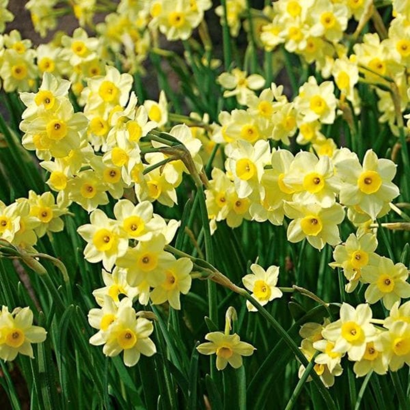 Daffodil Minnow (White) – Bulbs (set of 5)