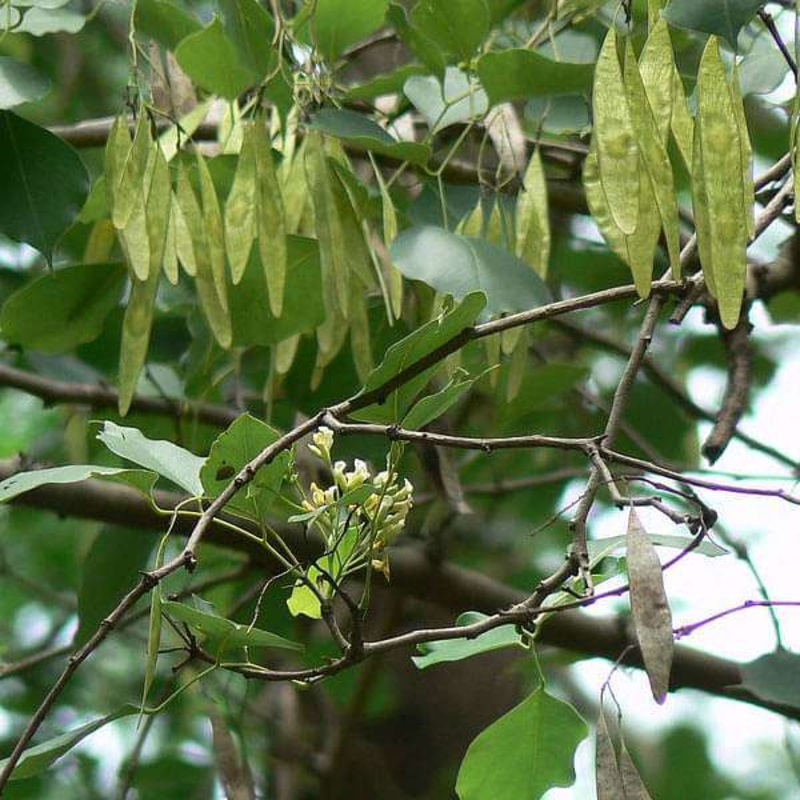 Dalbergia Oojeinensis, Sandan – 0.5 kg Seeds