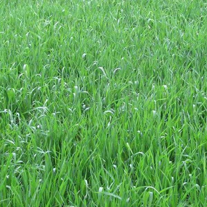 Deenanath Grass – 0.5 kg Seeds