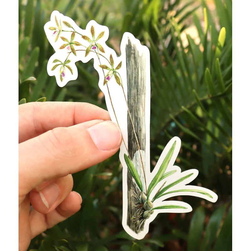 Encyclia Orchid Magnet