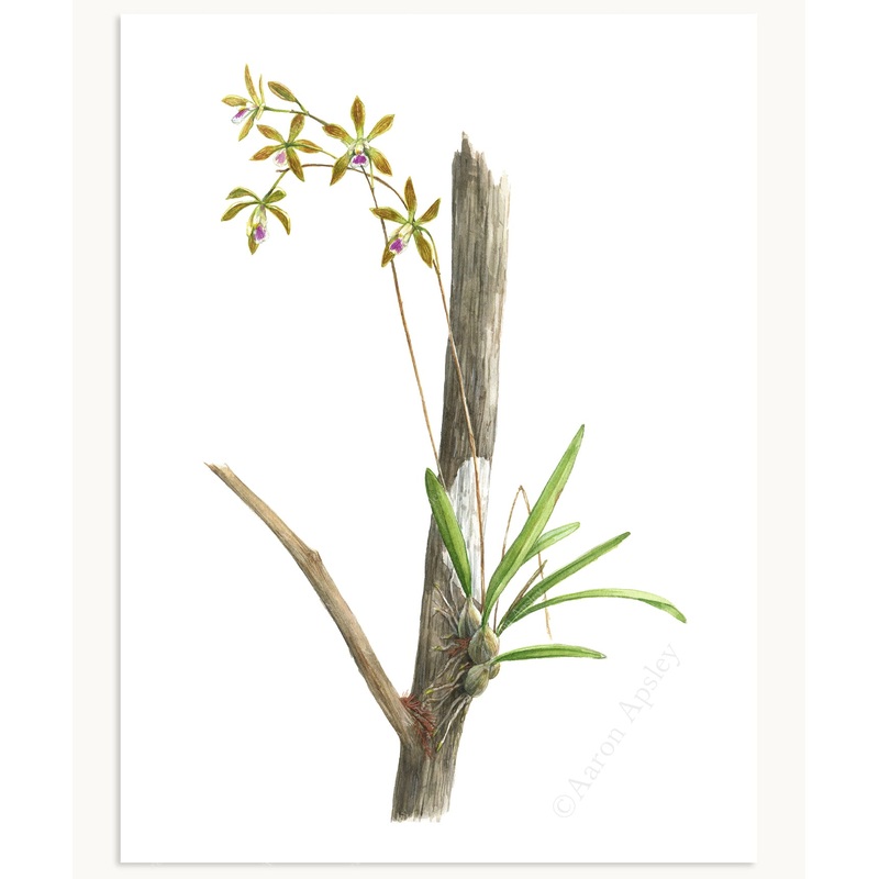 Encyclia tampensis Print|8″x10″|11″x14″|12″x16″