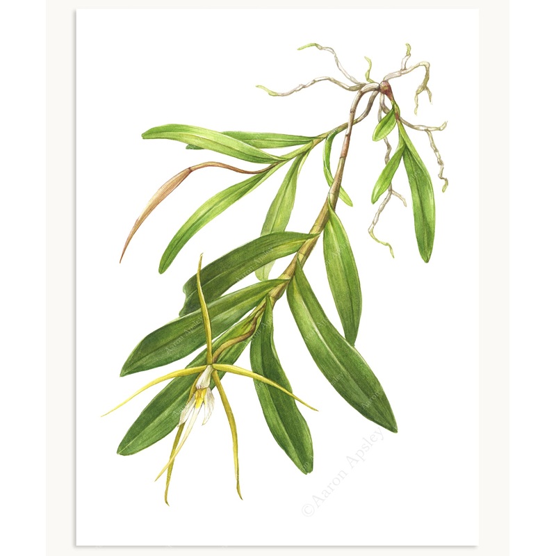Epidendrum nocturnum Print|8″x10″|11″x14″|12″x16″