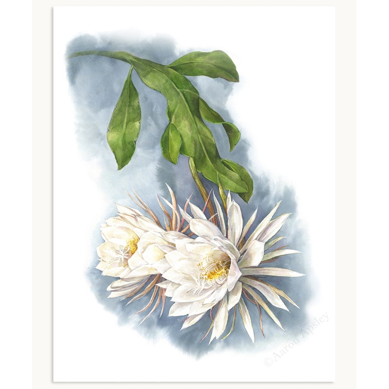 Epiphyllum oxypetalum Print|8″x10″|11″x14″|12″x16″