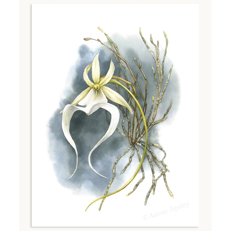 Ghost Orchid Print|8″x10″|11″x14″|12″x16″