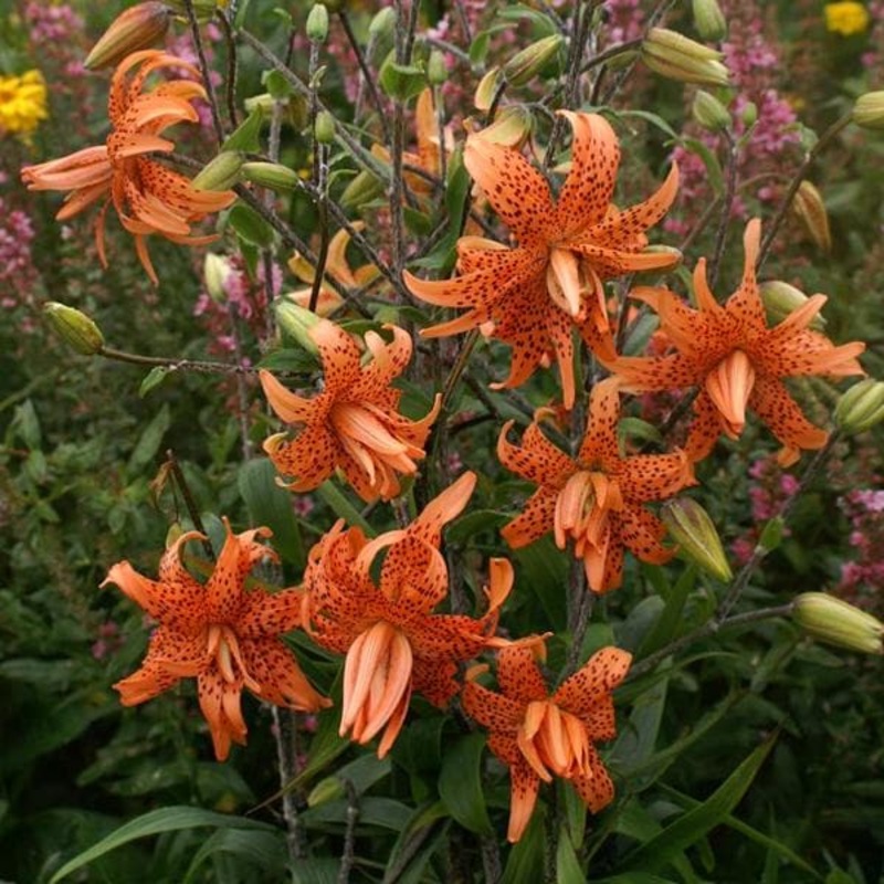 Lilium Lancifolium, Tiger Lily (Mix Color) – Bulbs (set of 5)