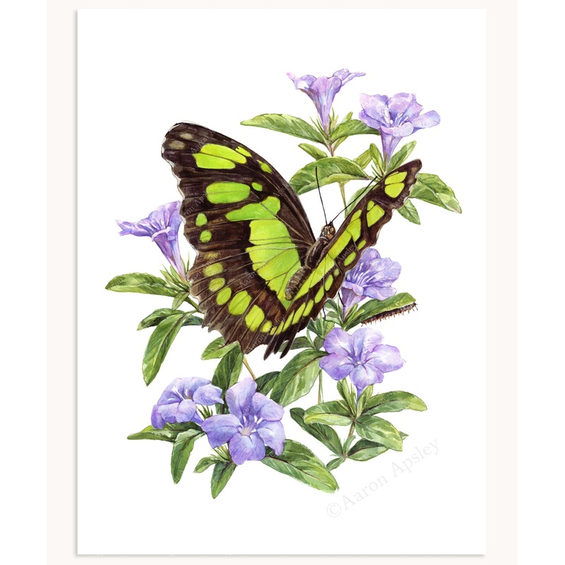 Malachite Butterfly & Wild Petunia Print