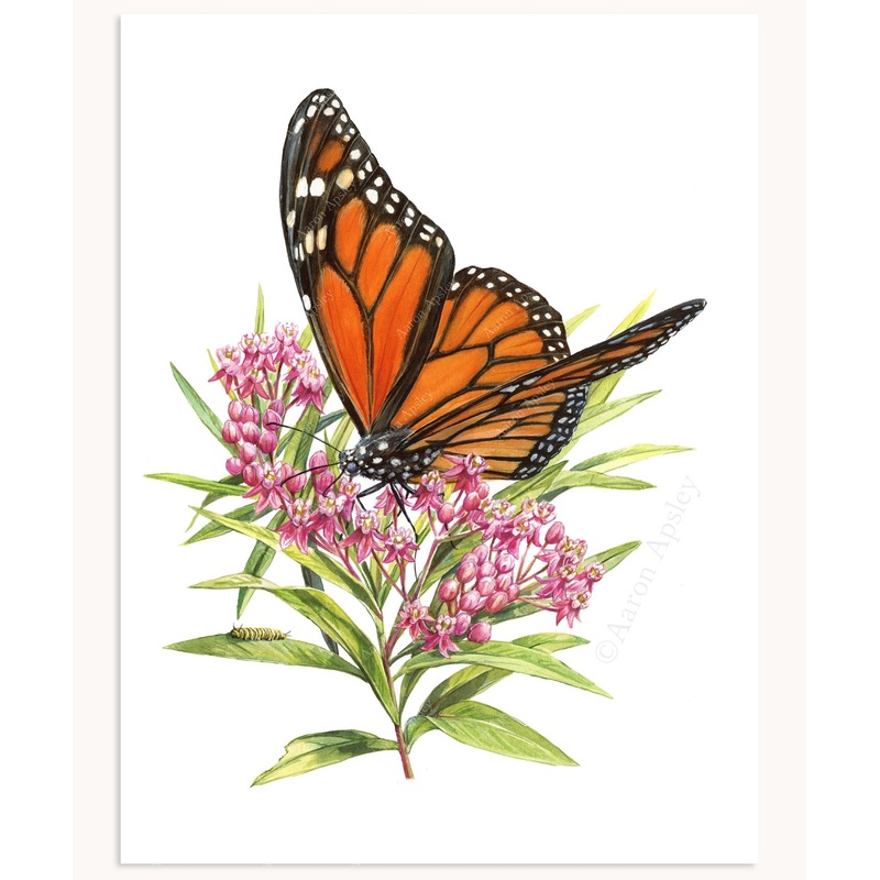 Monarch Butterfly & Swamp Milkweed Print
