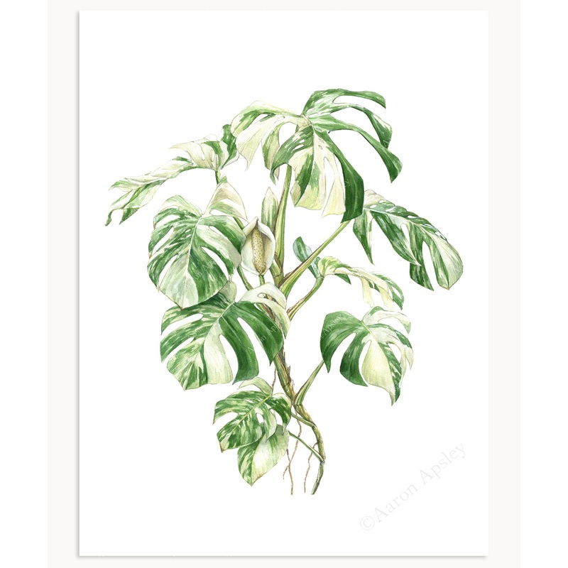 Monstera deliciosa ‘Albo Borsigiana’ Print