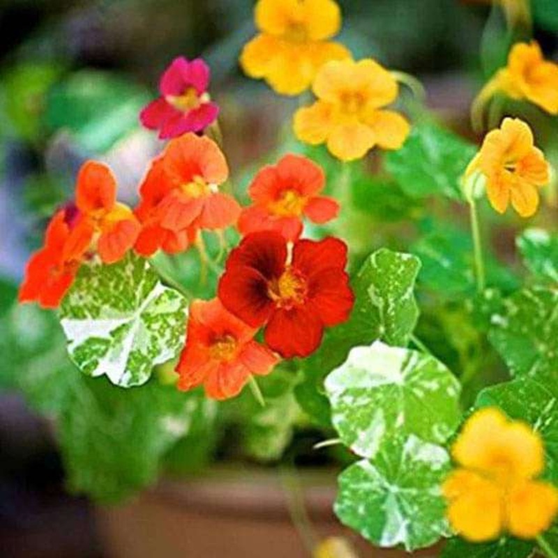 Nasturtium Variegated – Flower Seeds