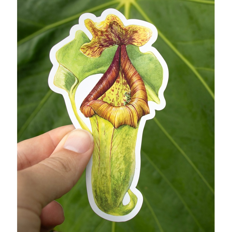Nepenthes Magnet