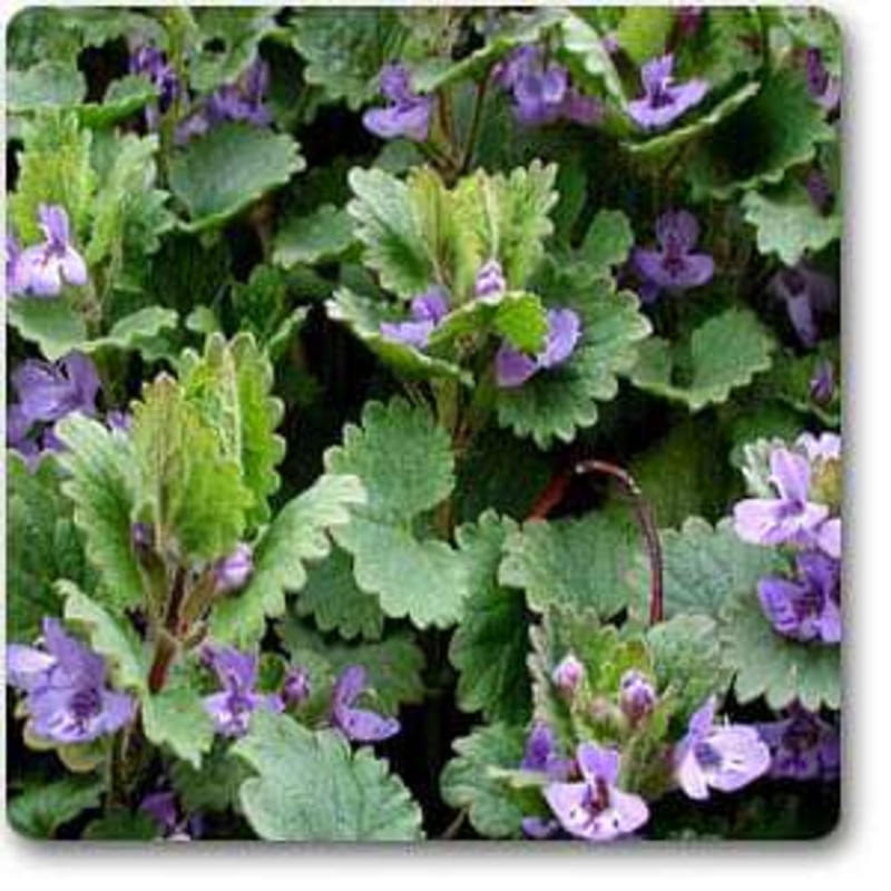 Nepeta hederacea – Plant